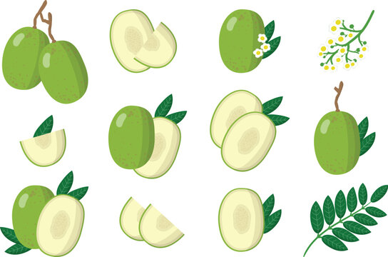 Ambarella Fruit Vector Set with Whole Half Slice and Hog Plum Illustrations