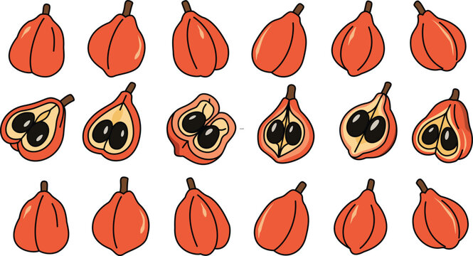 Achiote Fruit Vector Set with Whole and Open Annatto Seed Pod Illustrations