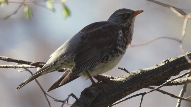 Fieldfare (Turdus pilaris)  sitting on a tree branch in a spring forest. Close-up.   Slow motion