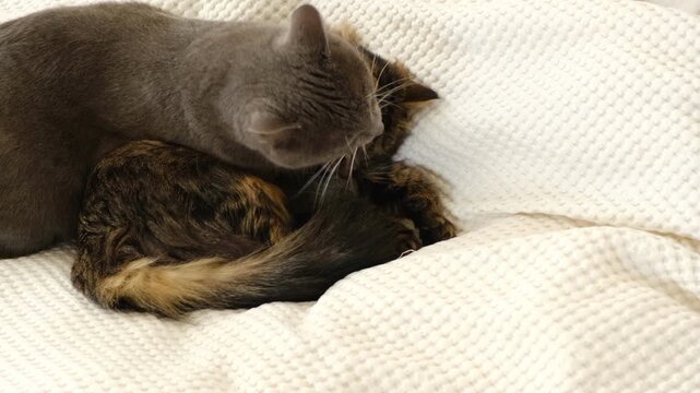 Cats show affection by peacefully grooming themselves. Two pets rest on a white blanket. A feline couple relaxes together. Happy, beautiful tabby cats embrace tenderly. Space for text. Care. Grooming