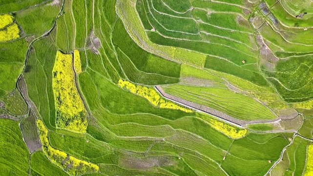 Vertical drone shot rising over lush green and yellow agriculture. A smooth, vertically ascending top-down drone shot pulling away from lush green and yellow mustard fields in the Kashmir Valley.