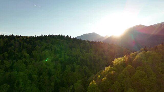 Aerial drone video of Bucegi National Park, Romania, featuring lush deciduous and pine forests, mountain landscape, and warm sunset light during the late spring season