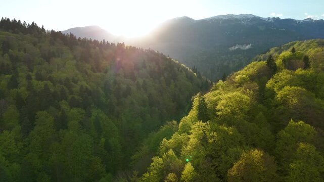 Aerial drone video of Bucegi National Park, Romania, featuring lush deciduous and pine forests, mountain landscape, and warm sunset light during the late spring season