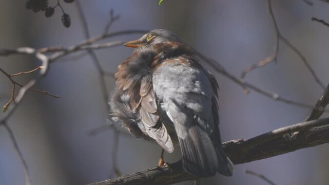 Fieldfare (Turdus pilaris)  sitting on a tree branch in a spring forest. Close-up.   Slow motion
