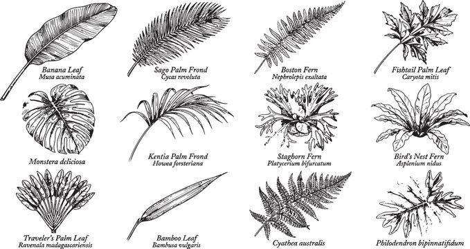 Vintage botanical illustration of tropical and temperate foliage