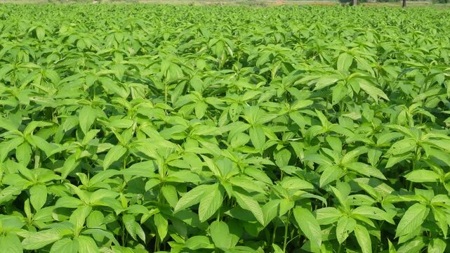 Lush green jute plants growing across fertile farmland