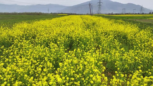 Low altitude forward flight skimming over blooming mustard crop.