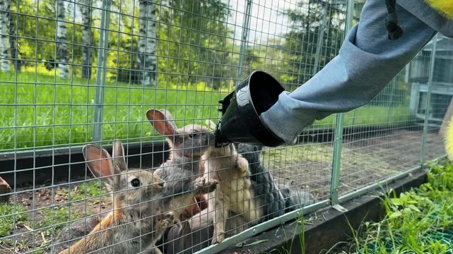 Rabbits eagerly nibble grass through a hole in their cage, enjoying a fresh meal. The image captures the interaction between the person feeding and the attentive animals.