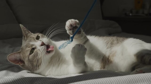 Playful cat biting blue rope toy