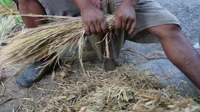 Farmer Chopping Dry Paddy Straw for Livestock Feed