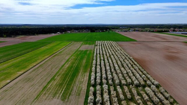 Aerial movie showing a blooming fruit orchard with rows of white flowering trees surrounded by multicolored geometric agricultural fields, a forest belt on the horizon, and a blue sky with scatte