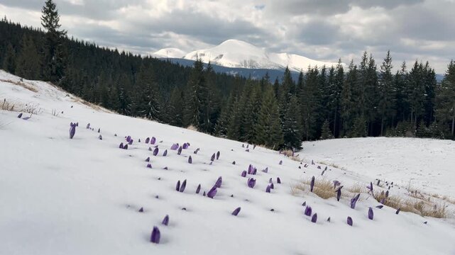 View from Mount Kukul to Hoverla and Petros peaks with purple crocuses in snow and shepherd huts. Spring landscape in Carpathian mountains, Ukraine. Scenic alpine meadow with flowers and wooden cabins
