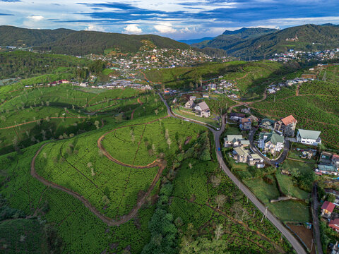 Aerial view of rolling green tea plantations in Nuwara Eliya, Sri Lanka. Morning sunlight over the tea estates and misty mountains of Nuwara Eliya.