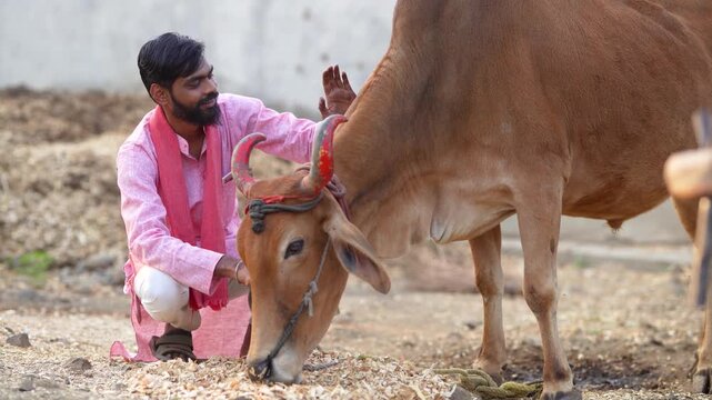 young indian farmer sitting with bull at indian rural village