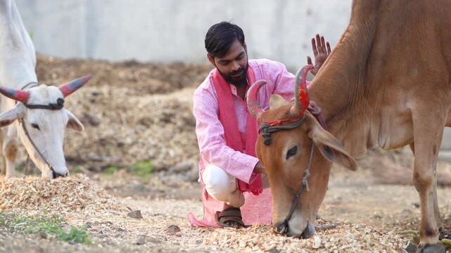 young indian farmer sitting with bull at indian rural village