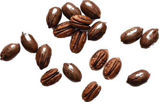 Roasted pecan nuts vector illustration with glossy texture isolated for organic snack and ingredient packaging concepts