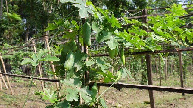 Fresh Ivy Gourd Plant and Kundru Fruits