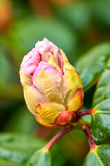 Fototapeta premium Flower, bud and closeup of rhododendron in nature with growth, petal development and dew in morning. Plants, blossom and foliage in bush, sustainability and environment at flora conservation park