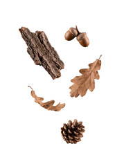 Autumn forest elements collection featuring pine cone, acorns, oak leaves, and bark on a transparent background. © HOAI PHAM