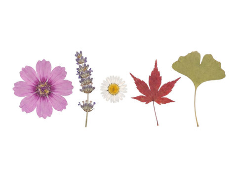 Delicate collection of pressed flowers and leaves, including cosmos, lavender, daisy, maple, and ginkgo.