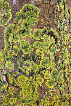 Krustenflechten an einem Baum