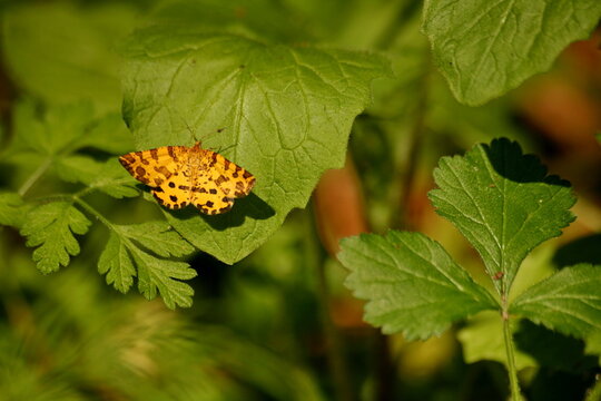 Pantherspanner (Pseudopanthera macularia)