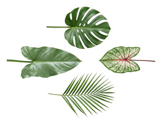 Tropical leaves: Monstera, Philodendron, Caladium, and palm frond, isolated on a transparent background. © HOAI PHAM