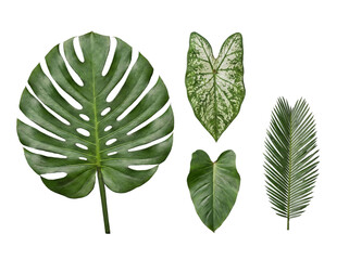 Lush green tropical leaves collection, featuring Monstera, Caladium, Philodendron, and palm frond. © HOAI PHAM