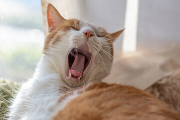 あくびをする可愛い猫　茶トラ白  © rai