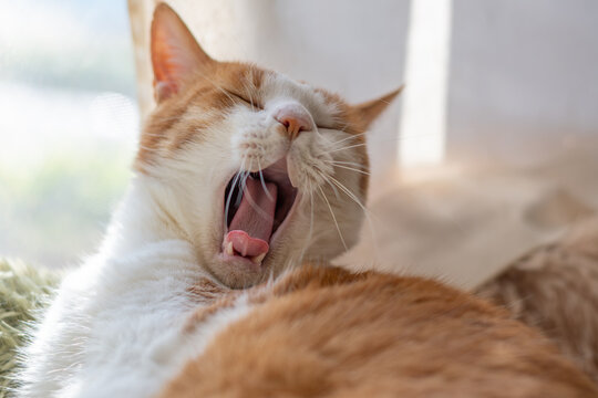 あくびをする可愛い猫　茶トラ白	