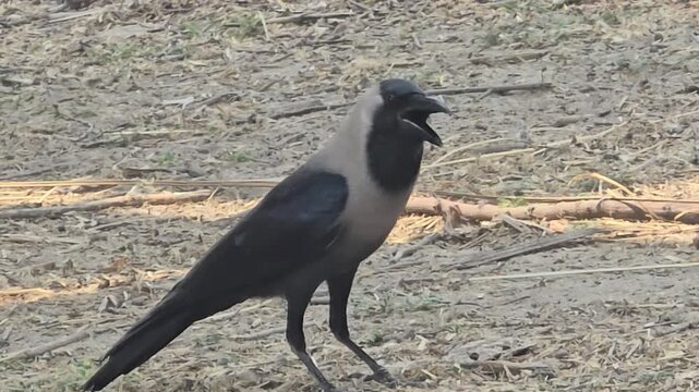 House crow standing on dry ground, black and grey bird cawing with open beak, wild corvus splendens in natural outdoor habitat