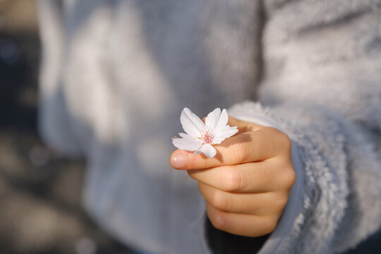 桜の一輪を手にする子供の手元：春の陽光に包まれた優しい瞬間