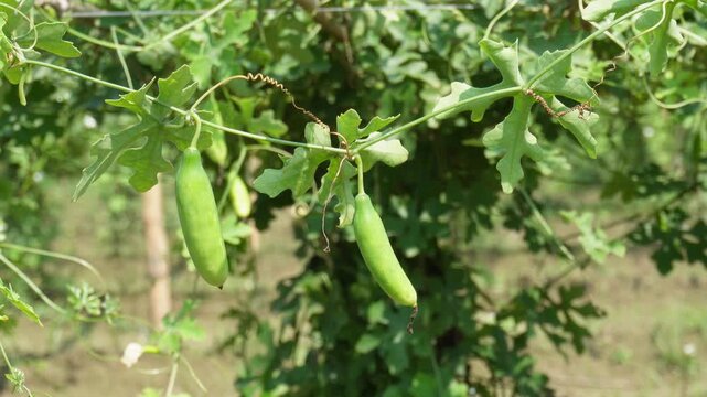ivy gourd vine with hanging tropical fruits