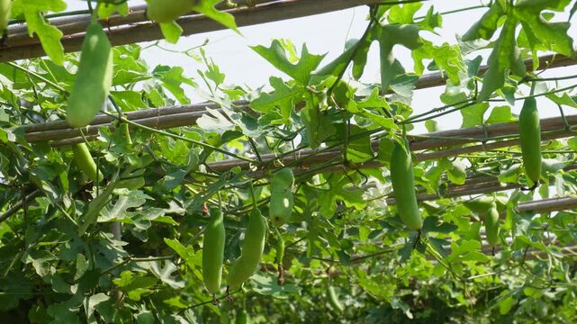 Fresh Kundru Ivy Gourd Plant Growing Naturally