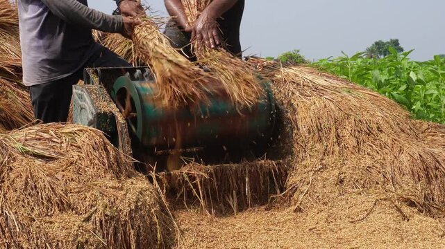 Farmers using a mechanical thresher to separate grain from rice paddy stalks.