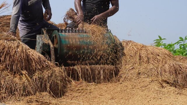 Farmers using threshing machine to separate rice grains