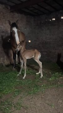 "Newborn Foal Standing for the First Time with Mother Horse in a Rural Barn"