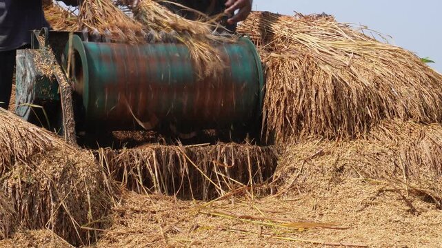 Powerful rice threshing process during rural harvest season