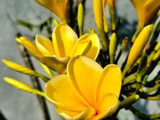 Obraz premium Beautiful Yellow Frangipani Flowers Blooming Under Bright Sunlight