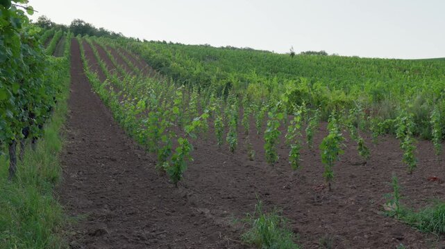 A smooth camera pan across rows of sapling vines planted in rich, dark soil on a French hillside.