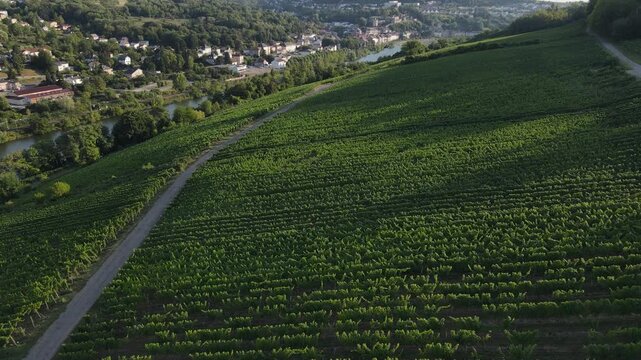 High angle drone shot reveals the geometric patterns of French vines along the river.