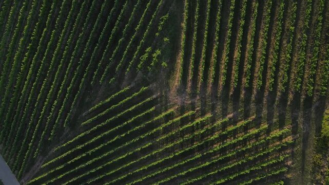 A vertical drone perspective showing the striking abstract patterns of parallel vineyard rows.