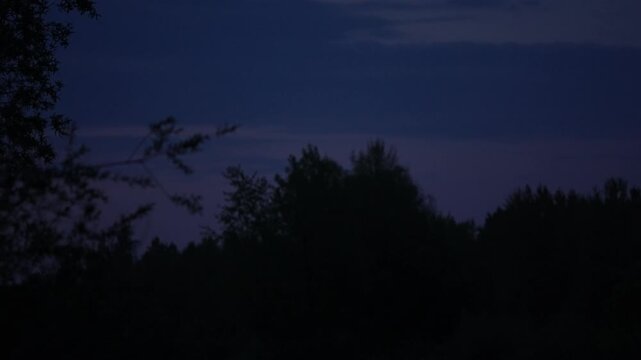 Bat swoops in slow motion at dusk, gliding from upper right toward center, then vanishing into dark treetops under a moody twilight sky.