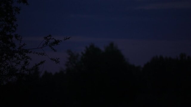 Bats swooping at dusk around blurred forest canopy as a sharp foreground tree branch frames the scene; slow motion wildlife flight silhouettes against evening sky.