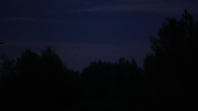 Bats flying at night over silhouetted trees cross paths midair, then split directions as another bat enters frame in slow motion, moody dusk sky and forest canopy.