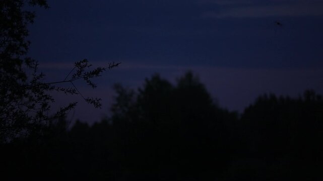 Bats flying at night over silhouetted trees cross paths midair, then split directions as another bat enters frame in slow motion, moody dusk sky and forest canopy.