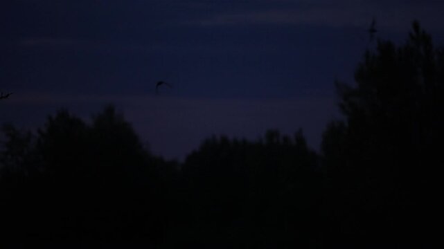 Bats in slow motion sweep above blurred treetops in Croatia at dusk, creating a haunting, mysterious atmosphere with shadowy silhouettes against a deep twilight sky.