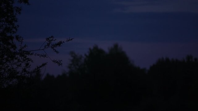 Bats swooping in slow motion beneath dark clouds over blurred treetops, moody dusk atmosphere with shifting blue-gray sky tones and silhouettes in flight.
