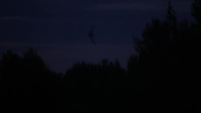 Bats flying over treetops in Varazdin, Croatia at night, captured in slow motion. Dark sky with forest canopy silhouettes, nocturnal wildlife activity and evening atmosphere.