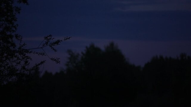 Bat emerging at dusk in Varazdin, Croatia, rising from treetops in slow motion and flying above the camera into the dark blue twilight sky; wildlife behavior in urban nature.